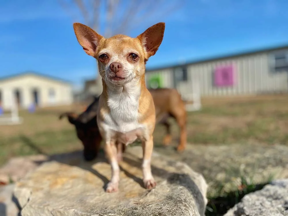 O Chihuahua é um dos cães pequenos mais populares