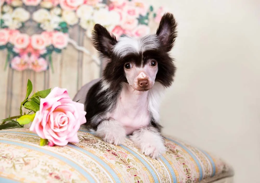 Cão de Crista Chinês: exemplo de cachorro pequeno e charmoso