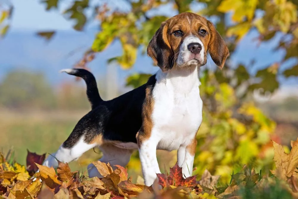O charme do Beagle encanta qualquer um