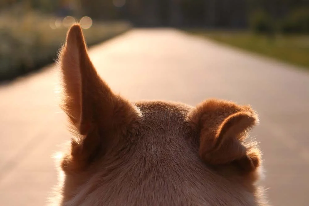 A audição canina é muito aguçada, o que ajuda na memorização de sons que remetem a algo positivo