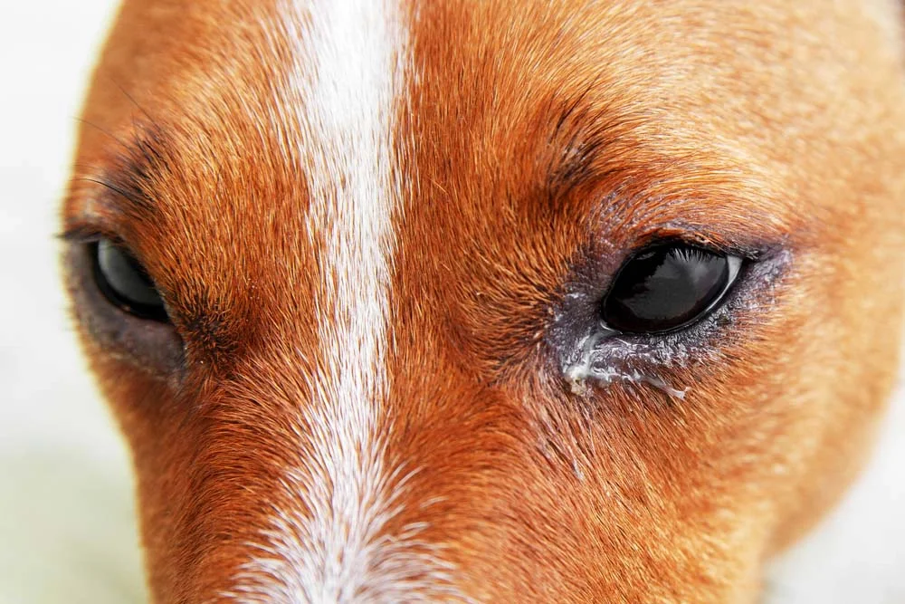 Alergia nos olhos do cachorro precisa de uma avaliação veterinária para ser tratada adequadamente