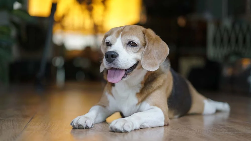 O Beagle mini é brincalhão e extremamente apegado aos tutores