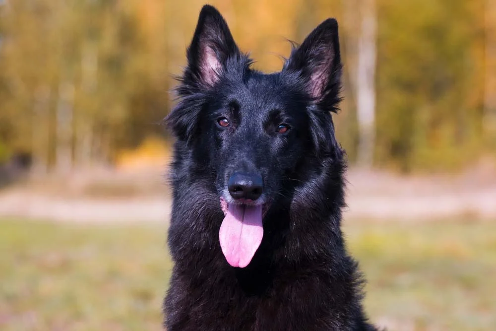 Pastor Belga é uma das raças de cachorro de pastoreio mais conhecidas