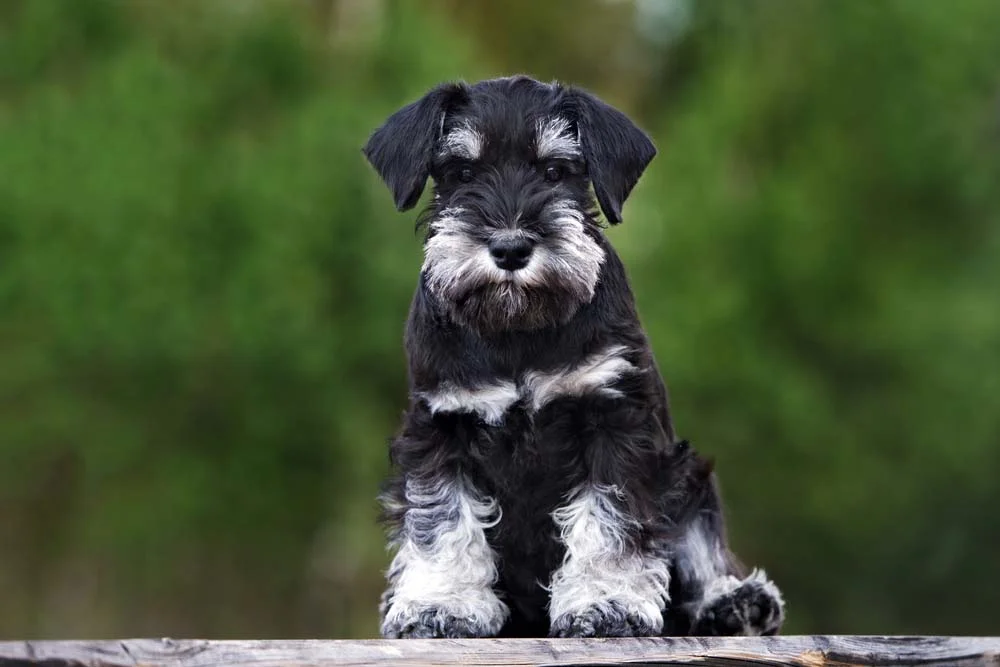 Cachorro com bigode: raça Schnauzer é a primeira a ser lembrada nesse assunto