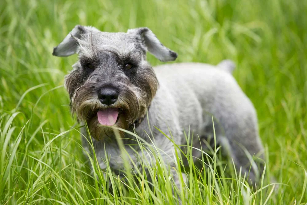 O Schnauzer Terrier, assim como outros cães do grupo Terrier, está sempre em alerta