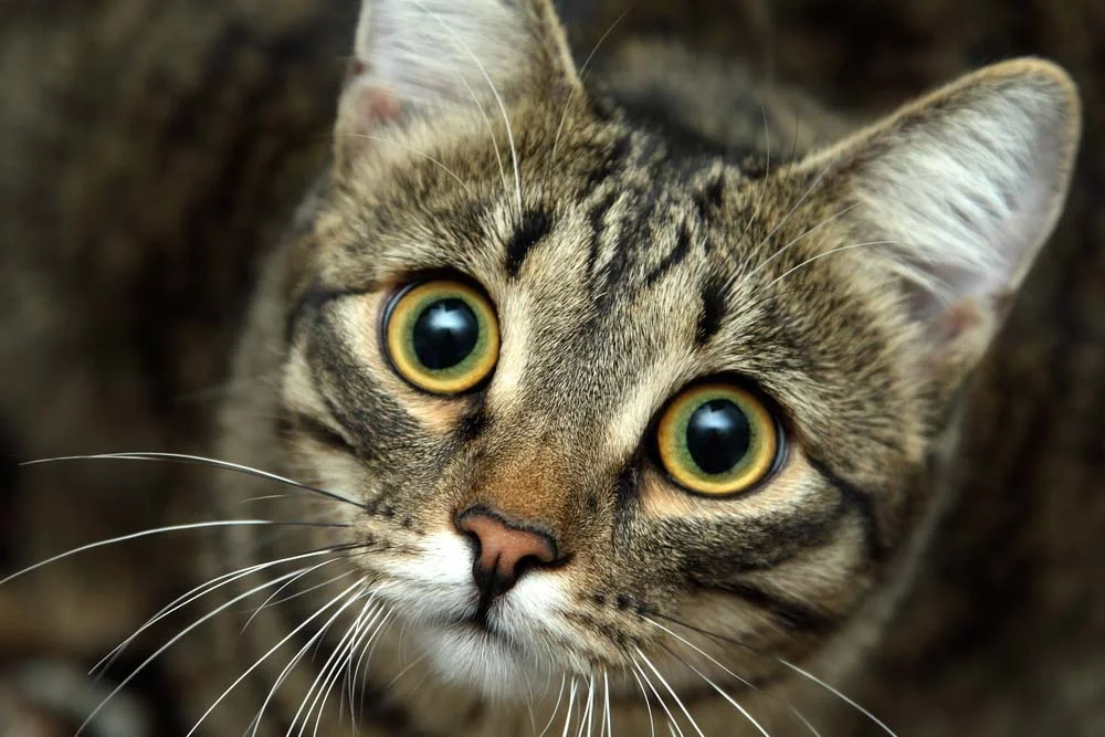 No olhar de gato, a pupila dilatada parcialmente indica medo ou agressividade