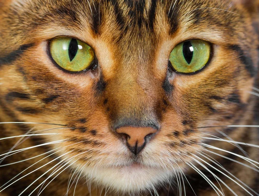 O olho de gato com a pupila retraída geralmente é ocasionado pela alta luminosidade