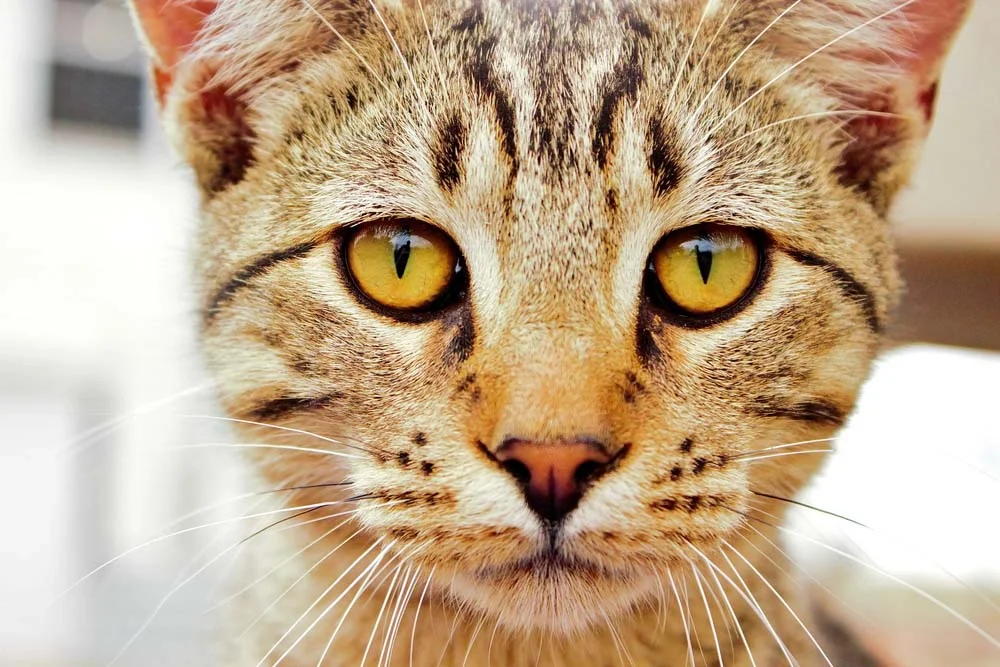Se a pupila de gato estiver muito retraída, pode ser um indício de tensão