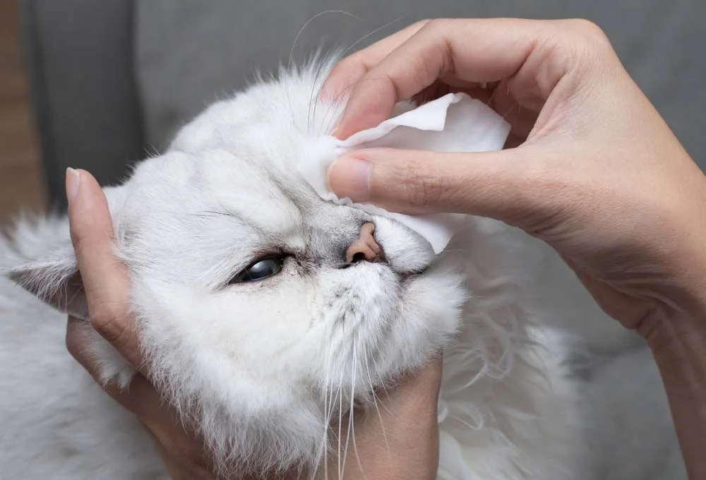Para cuidar do olho do gato, é importante higienizar a região com soro fisiológico e algodão (ou gaze)