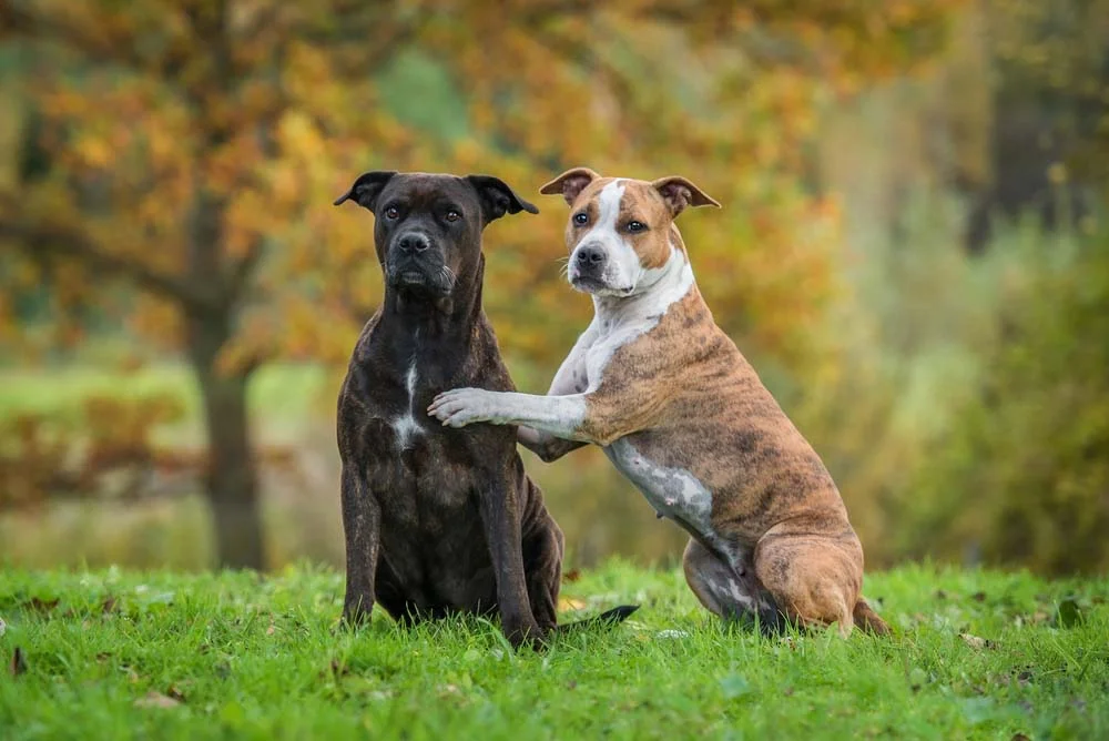 O cachorro Staffordshire precisa passar por um processo de socialização com outros cães