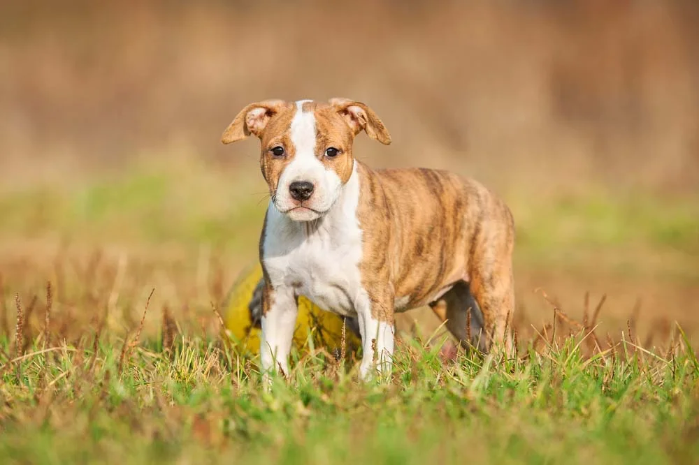 American Staffordshire Terrier filhote tem que ser adestrado para não ser teimoso quando adulto