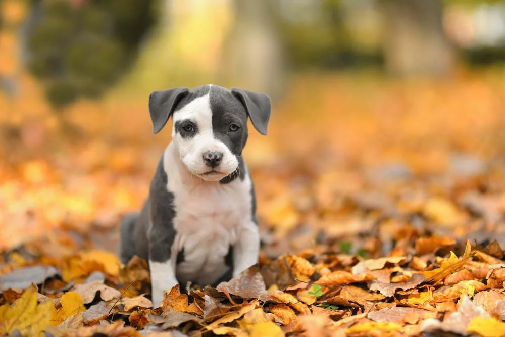 American Staffordshire Terrier: preço do filhote pode chegar a R$ 6 mil