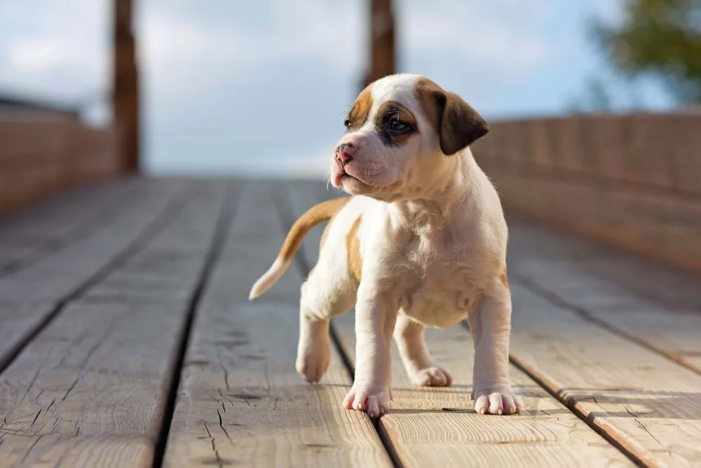 Para receber um American Staffordshire Terrier filhtoe em casa, algumas adaptações são necessárias
