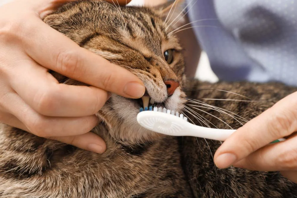 Comece a escovar os dentes do gato desde a fase de filhote