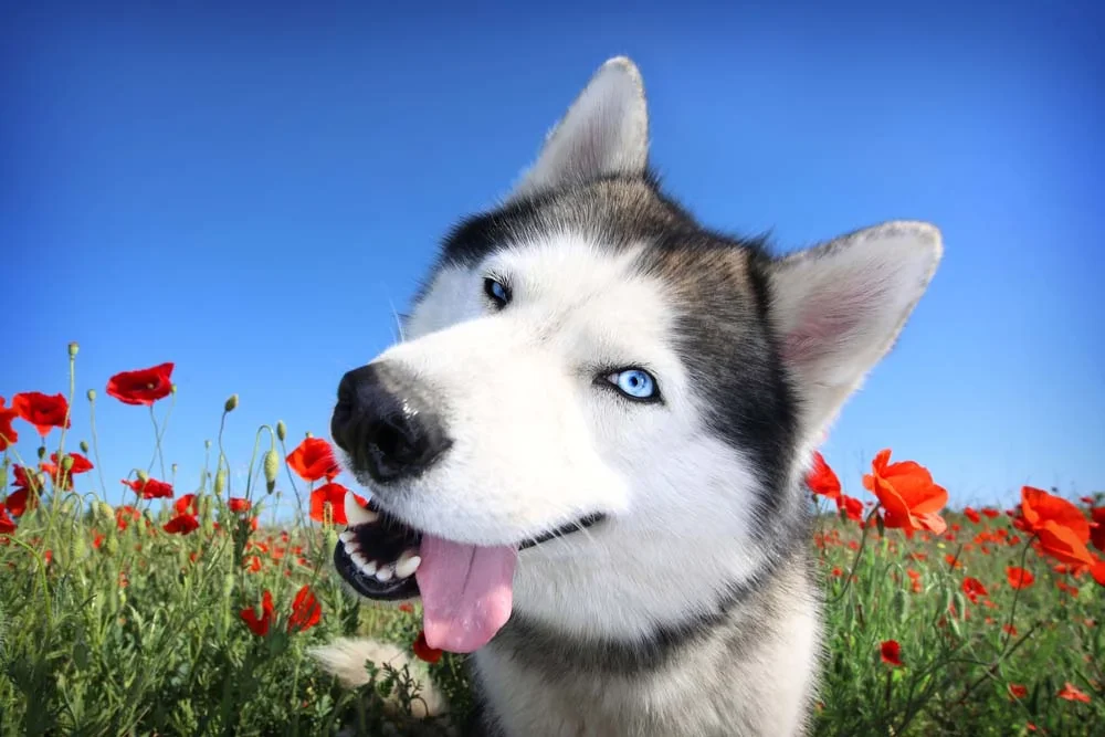 Cachorro do olho azul: Husky é uma das raças com essa característica