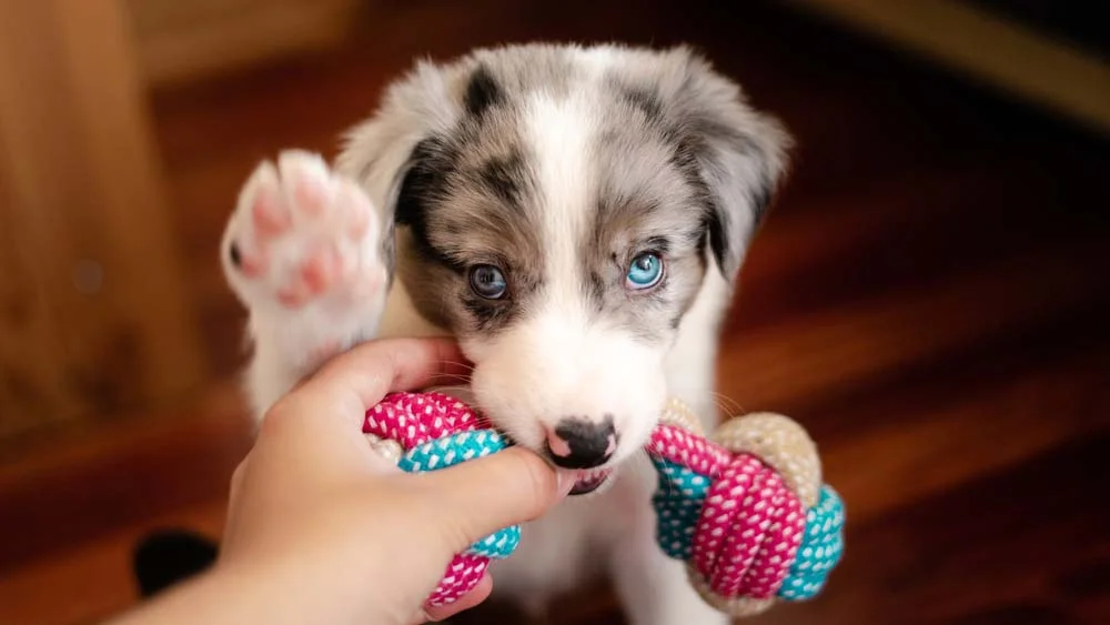 O olho de cachorro Border Collie pode ser azul se ele tiver o gene merle