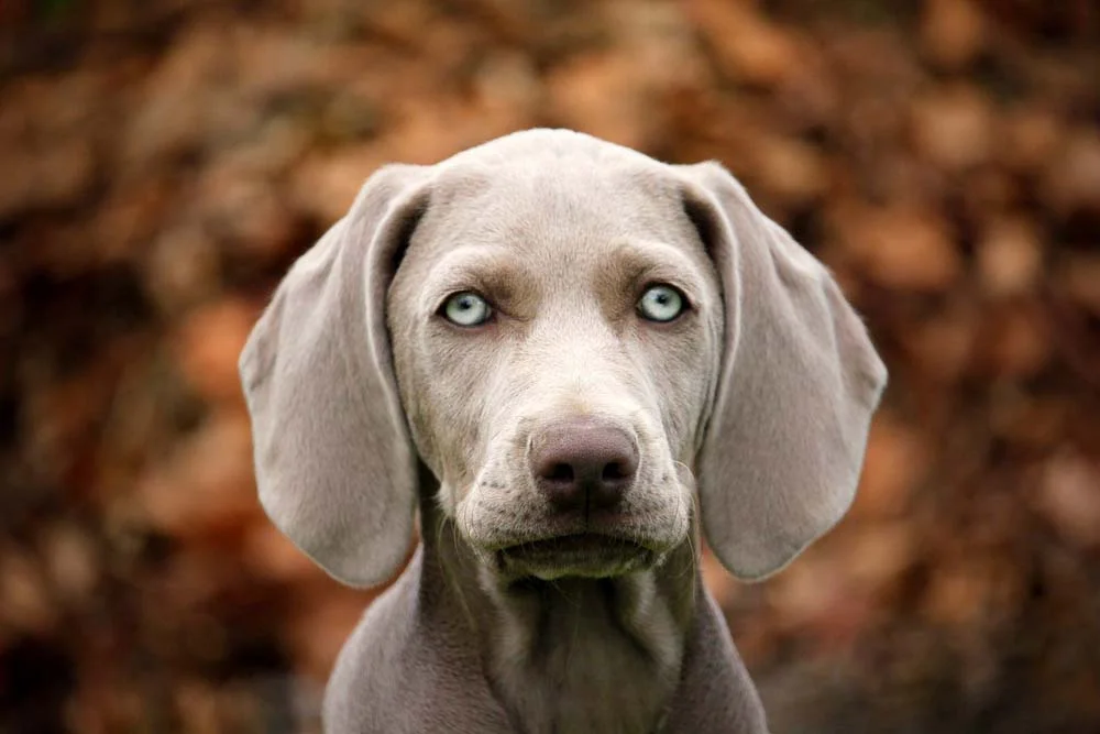Weimaraner é outro cachorro de olho azul que faz sucesso