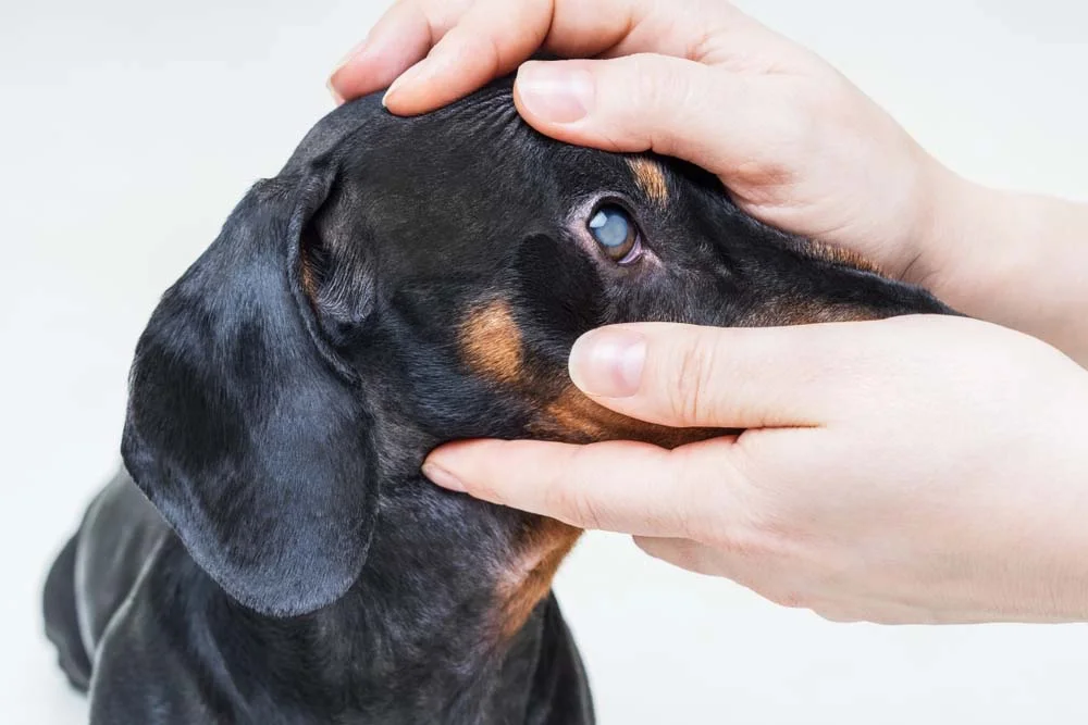 As fotos de doenças nos olhos de cachorros provam como essa é uma região delicada