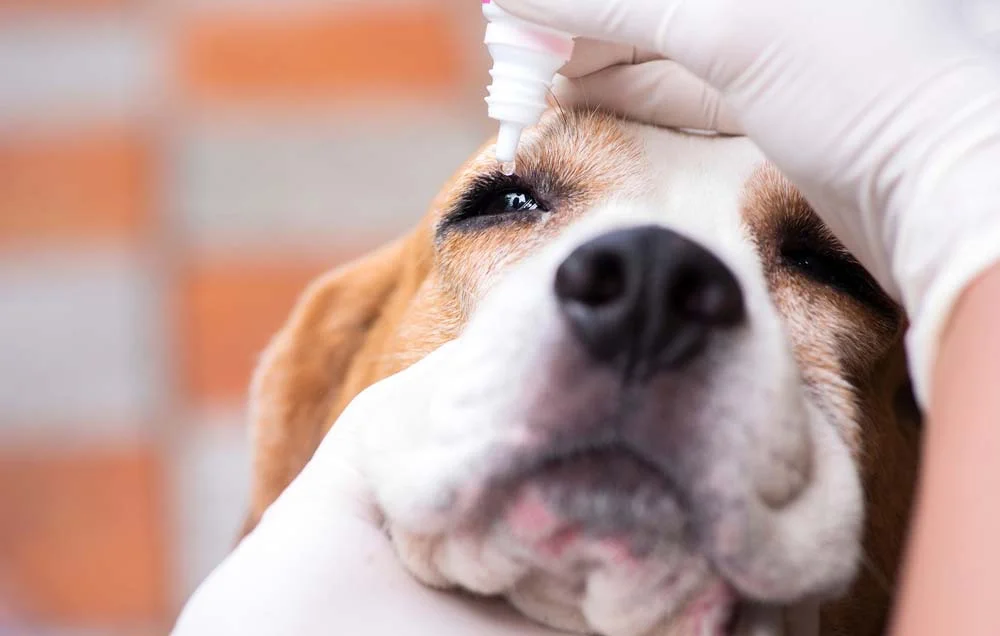 Em caso de doença, olho de cachorro deve ser avaliado por um profissional