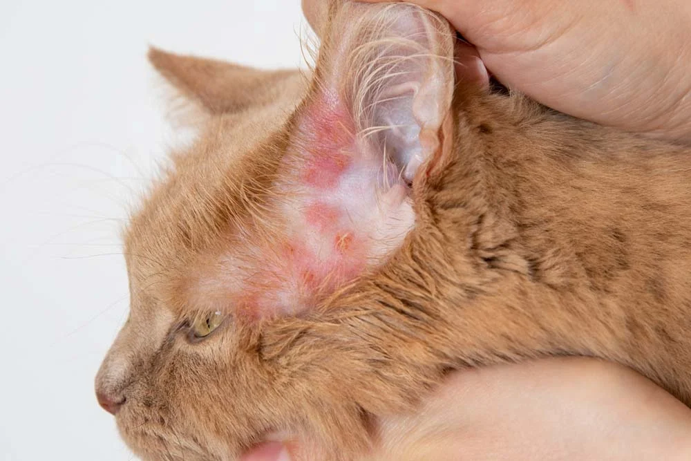 A sarna em gatos otodécica atinge a região do ouvido, causando coceira e muita cera
