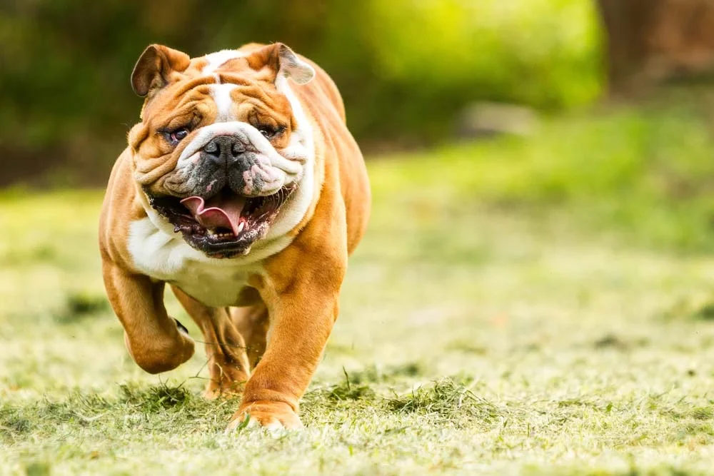 Raça de cachorro mais carinhosa: Bulldog Inglês está na lista