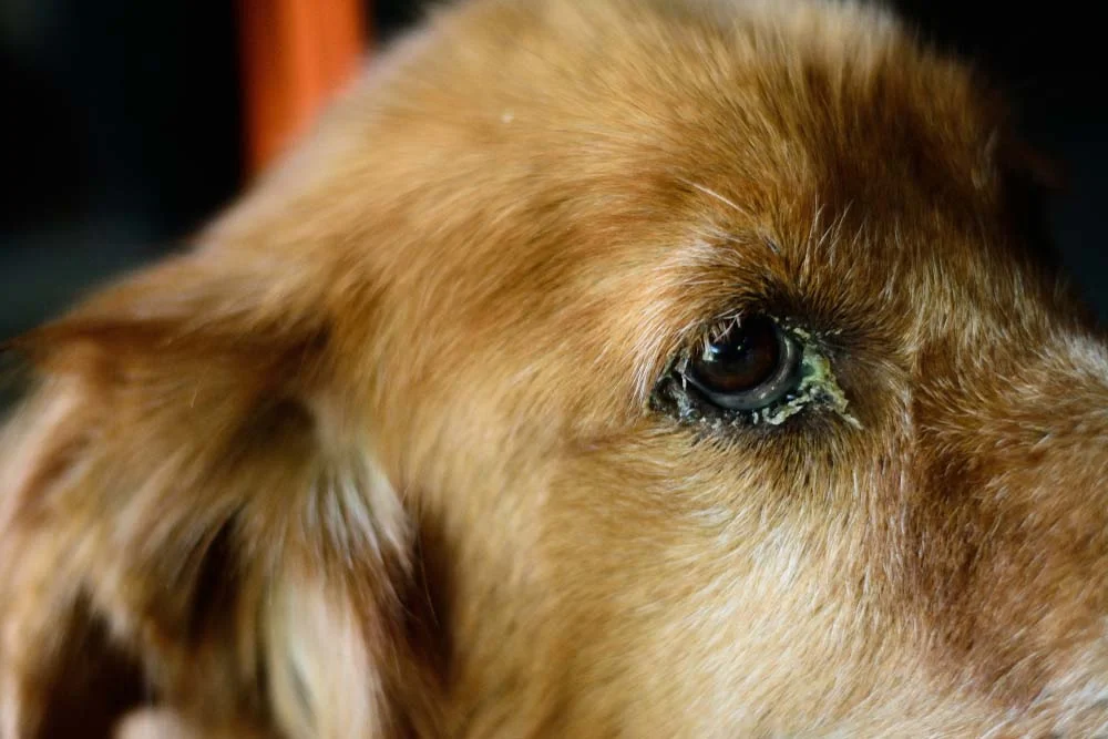 Remela no olho do cachorro pode ser verme