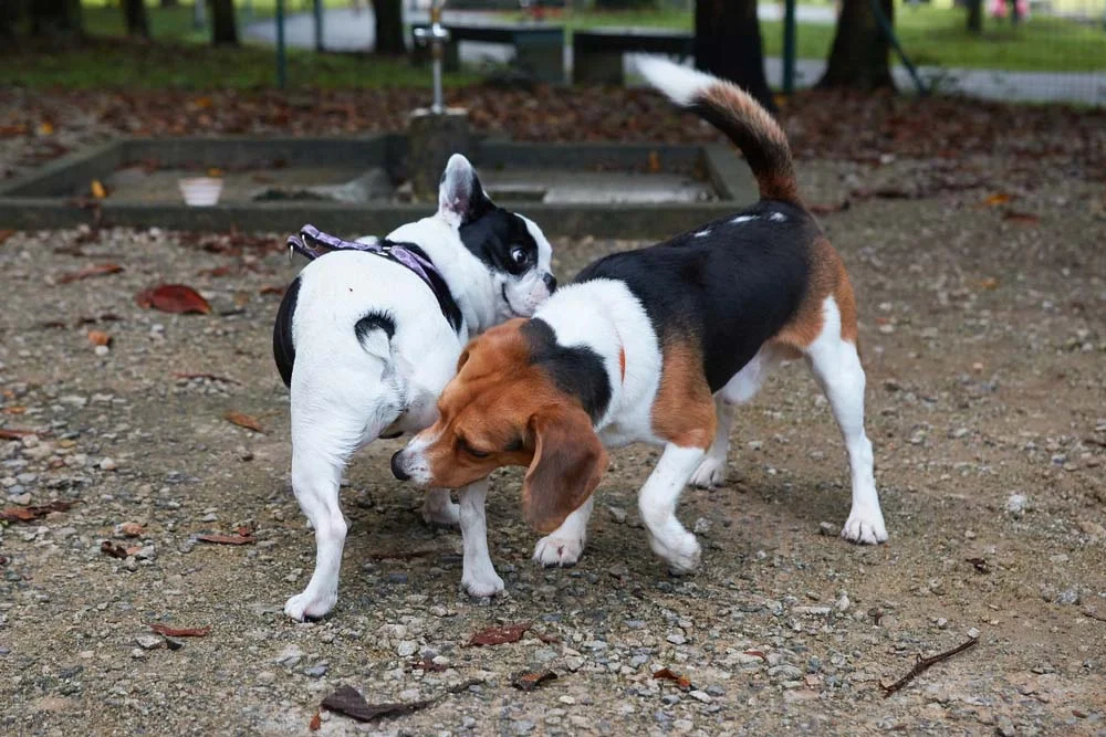 A contaminação de uma DST canina ocorre por cruzamentos ou no ato do cachorro cheirar o rabo de outro pet com a doença