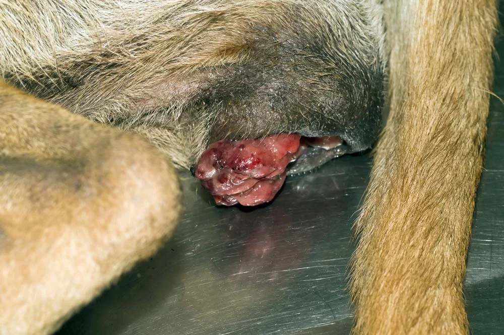 O TVT canino se manifesta com o crescimento de tumores no formato de couve-flor nas genitais do cachorro