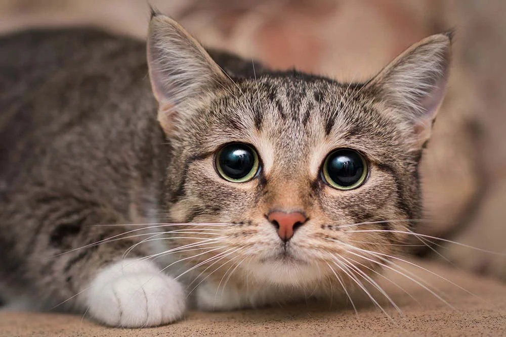 O gato com pupila dilatada pode significar baixa luminosidade, empolgação ou alguma doença