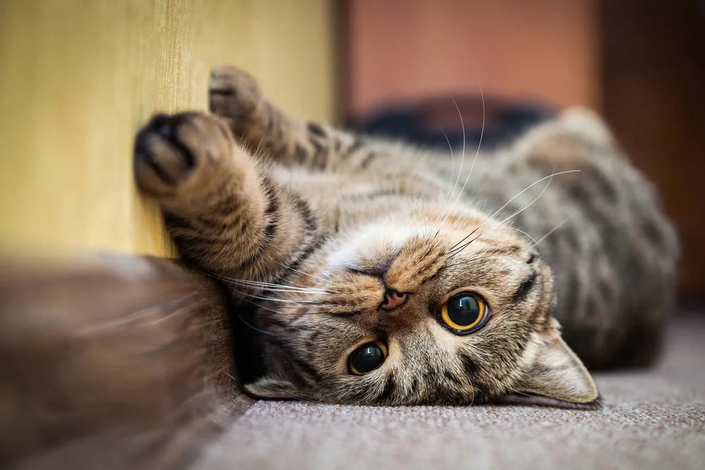 A pupila de gato dilatada pode ser um sinal de que o animal está relaxado e tranquilo