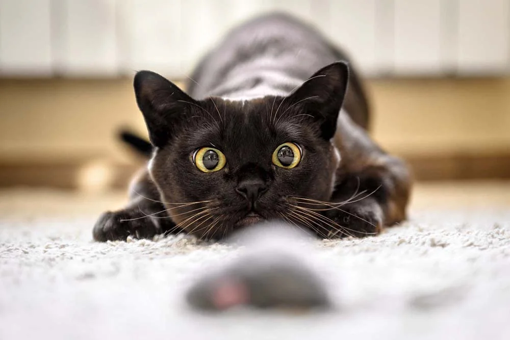 Quando a pupila de gato dilata também pode ser um convite para brincadeiras