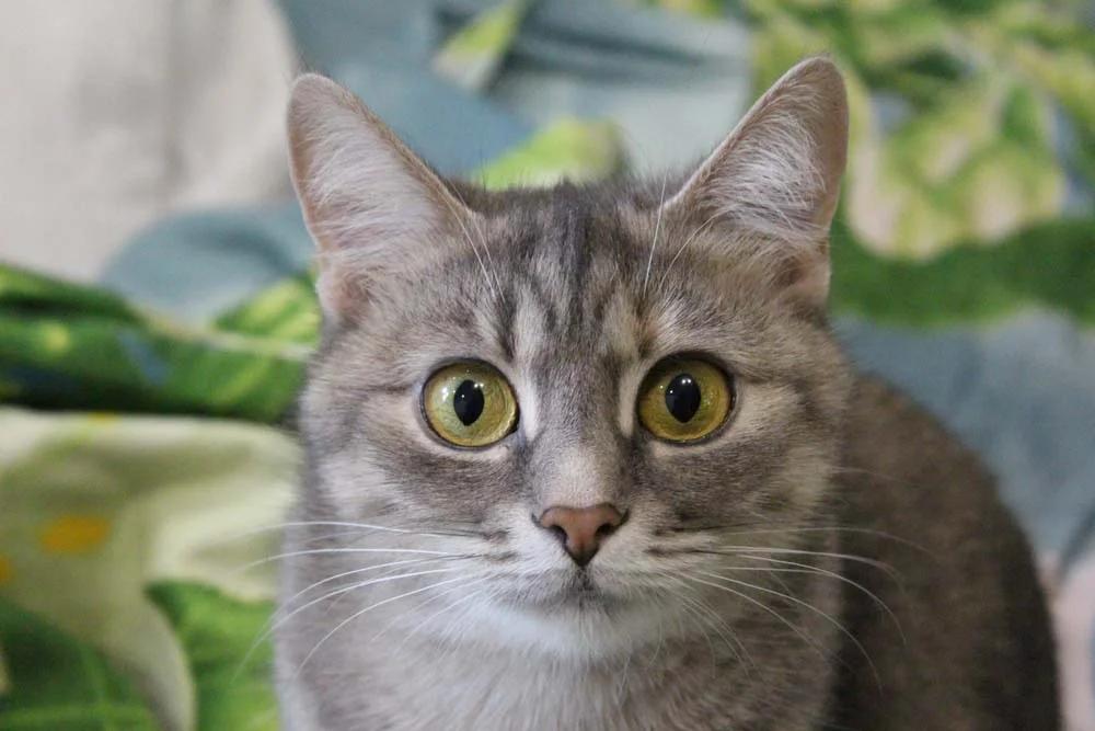 A pupila de gato parcialmente dilatada pode indicar medo e apreensão