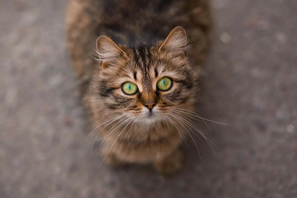 A pupila de gato se retrai em ambientes com muita luminosidade