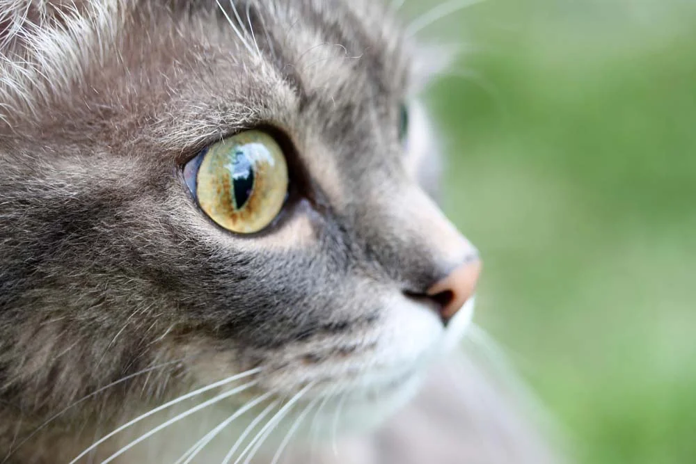Dependendo da circunstância, a pupila de gato pode ficar retraída se ele estiver em alerta