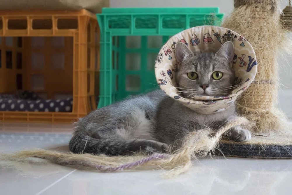 O colar elizabetano flexível para gatos de espuma combina mobilidade com resistência