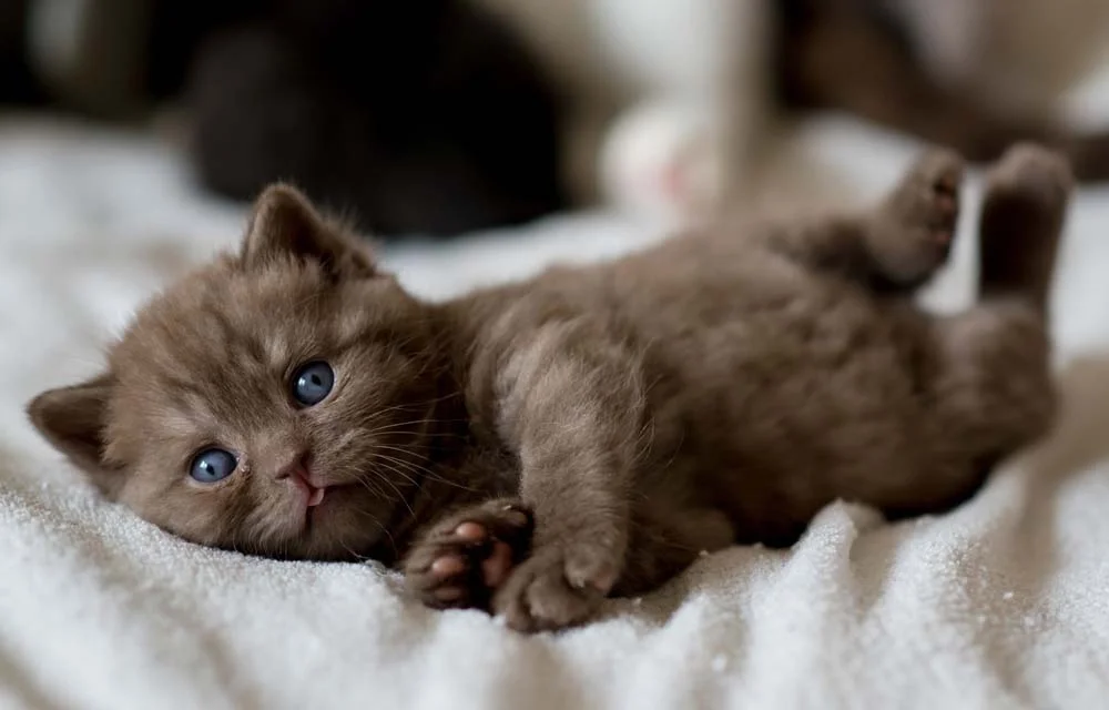 Gato de Pelo Curto Inglês: filhote de cor marrom e olhos claros é uma possibilidade