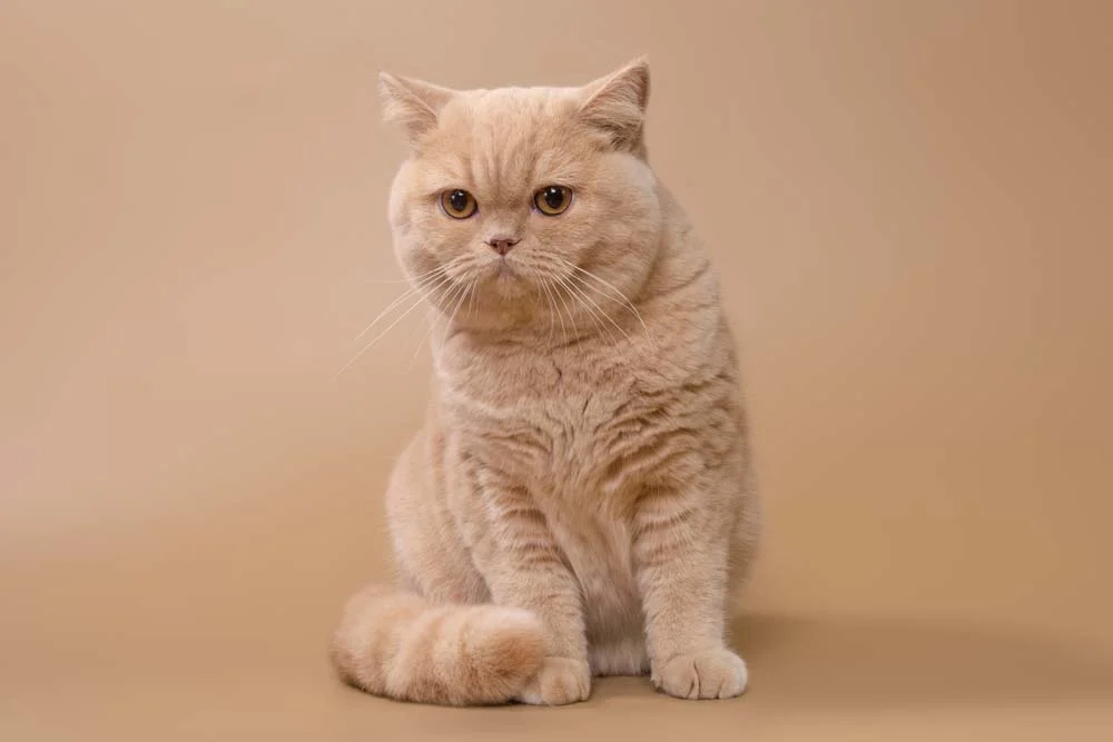 Gato British Shorthair pode nascer com a pelagem bege