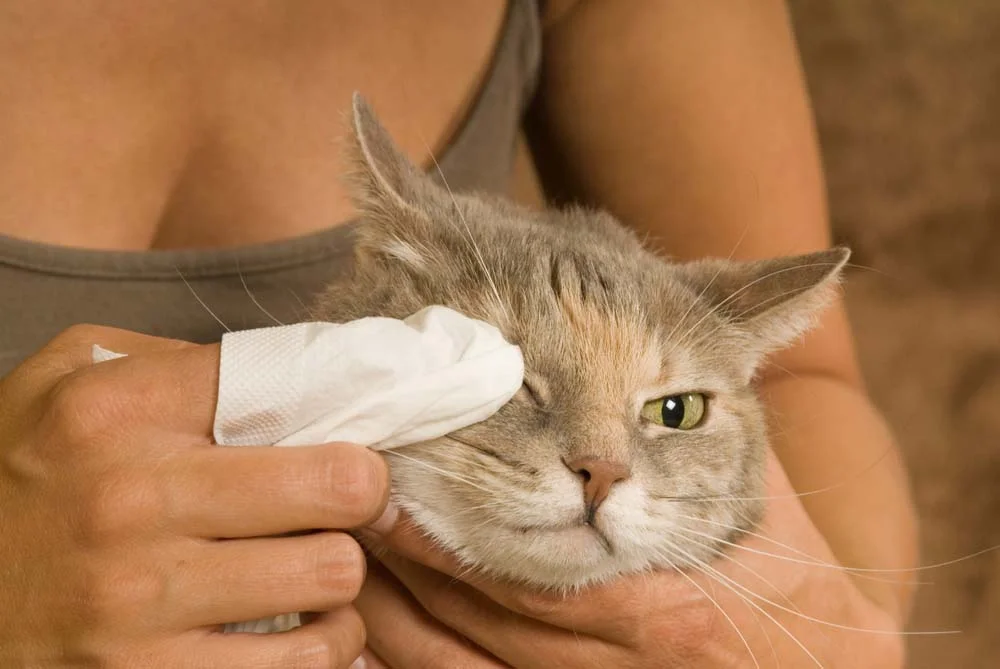 Gatos com conjuntivite demandam um cuidado específico com a limpeza dos olhos
