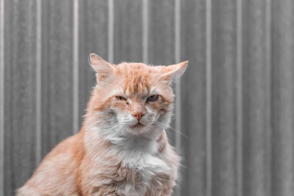 Conjuntivite em gatos: remela em excesso é o principal sintoma