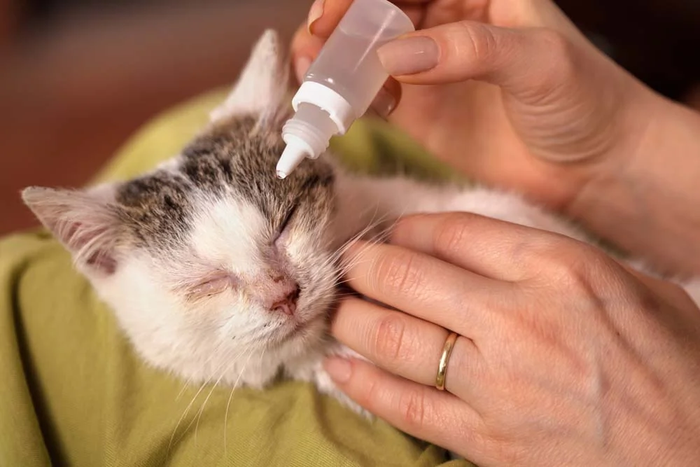 Tratamento da conjuntivite felina é feito com colírios e antibióticos