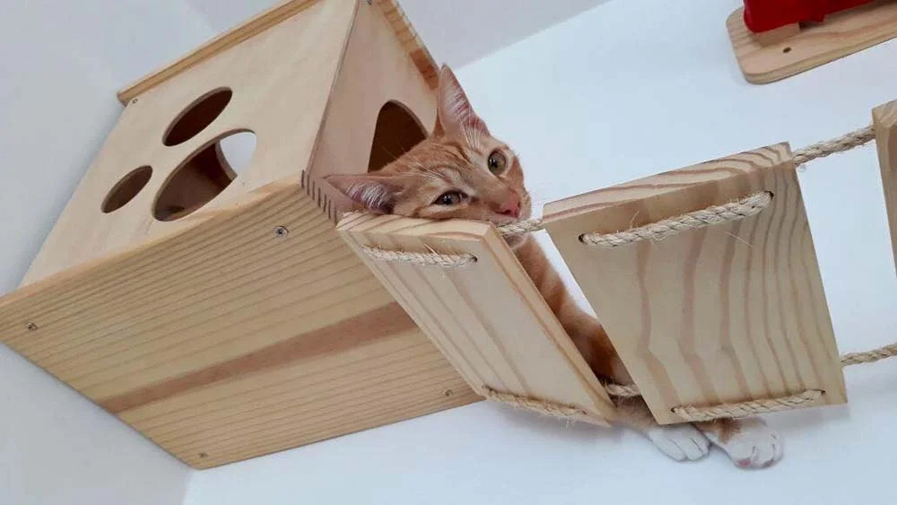 Nichos para gatos: uma casinha que faça uma toca também garante segurança aos felinos. (Arquivo Pessoal: @o_fazedor)