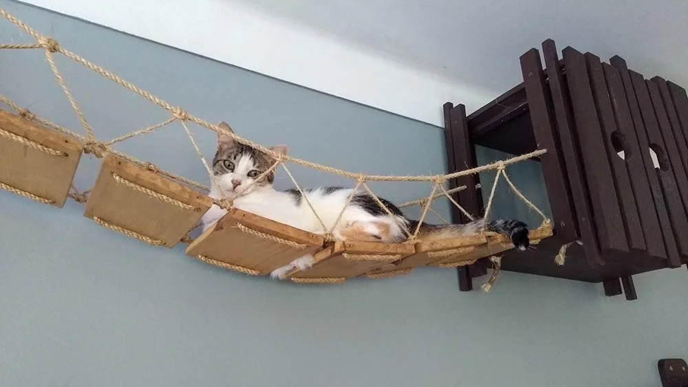 Prateleira: gato ama descobrir coisas novas, imagina ao receber toda uma estrutura nova pra brincar? (Arquivo Pessoal: @o_fazedor)