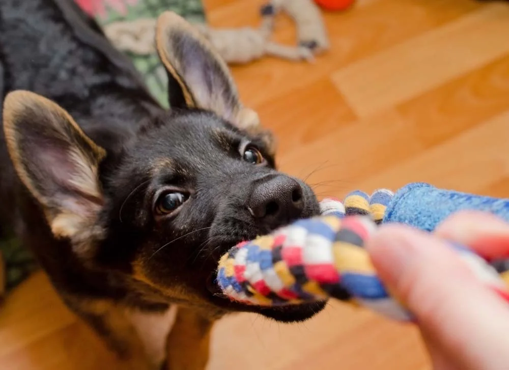 Uma das ideias de enriquecimento ambiental para cães é oferecer brinquedos