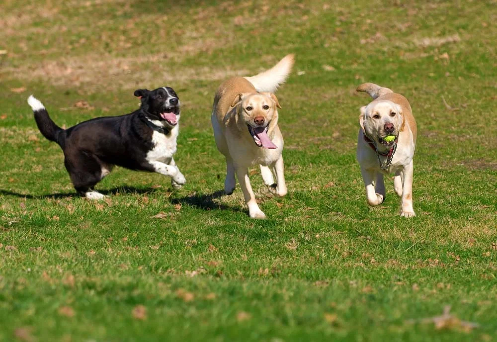 Com o enriquecimento ambiental, cães também aprendem a socializar
