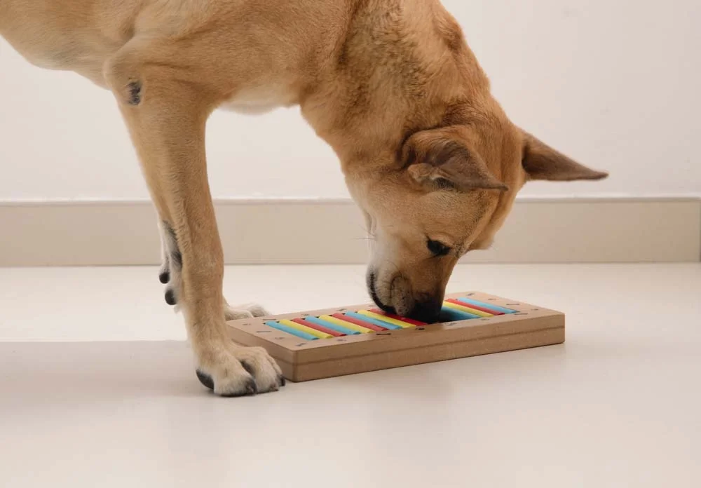 Como enriquecer ambiente para cachorro: quebra-cabeças e brinquedos interativos são ótimas opções