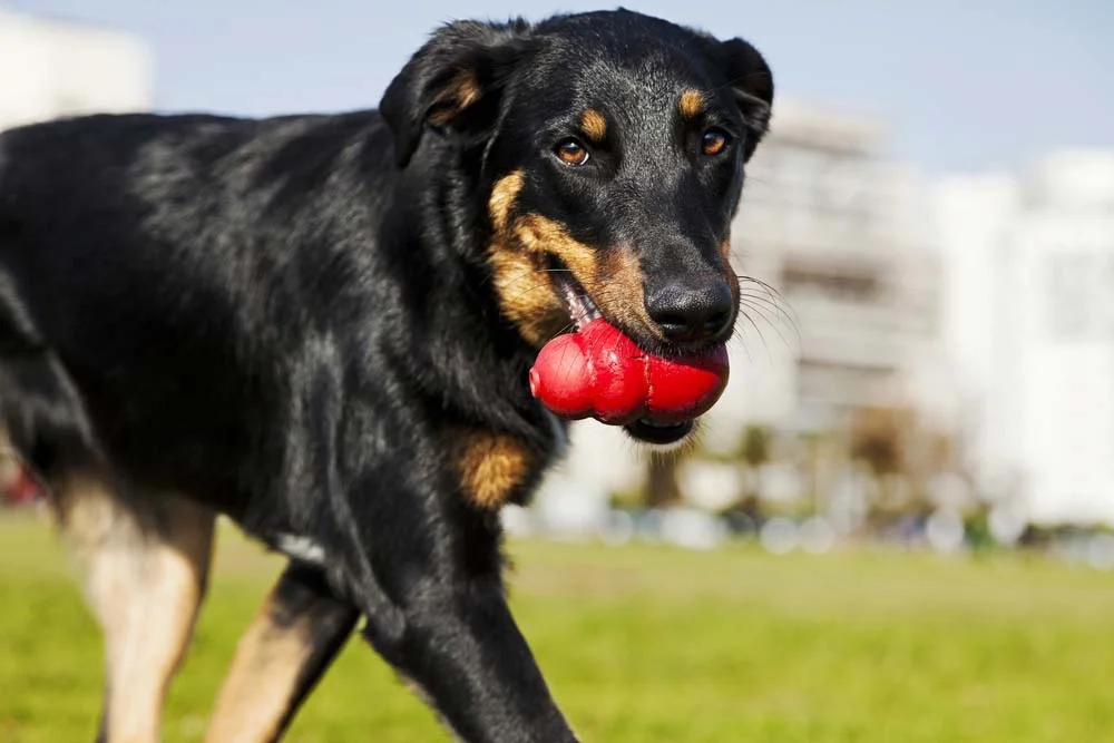 Enriquecimento ambiental: cachorro brinca, se diverte e tem os seus sentidos exercitados