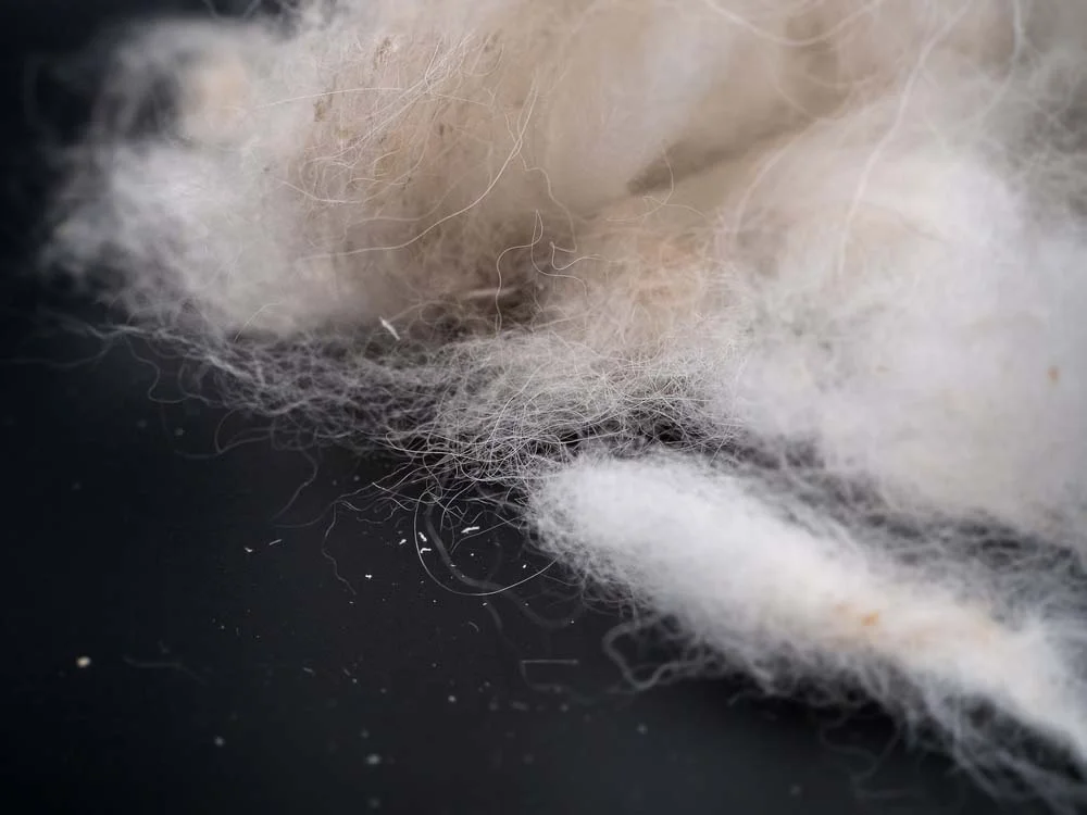 A aparência da caspa lembra talco ou farinha: partículas brancas de pele solta