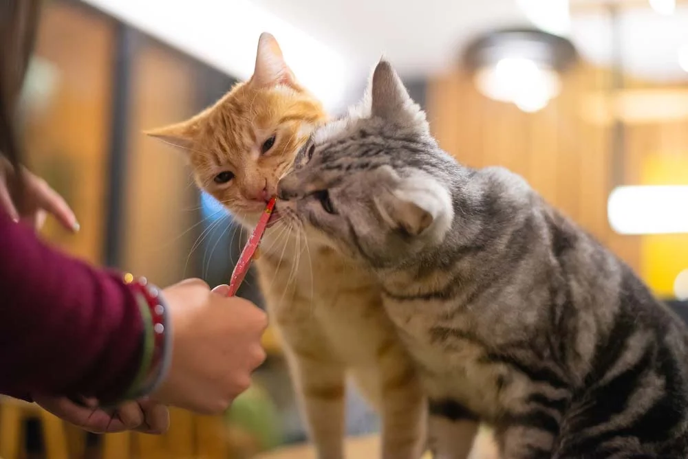 Enriquecimento ambiental para gatos: petiscos diferentes entram na lista