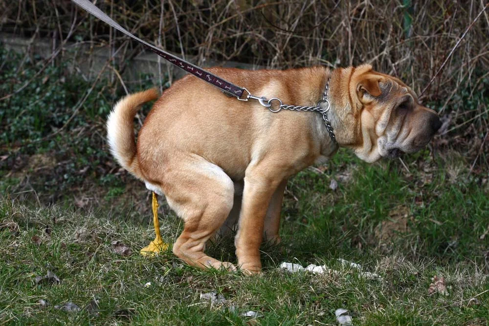 Cachorro com fezes mole e amarela indica problemas no intestino e precisa ser avaliado por especialista