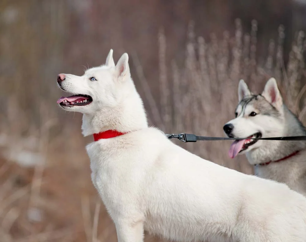 Husky Siberiano branco com coleira vermelha